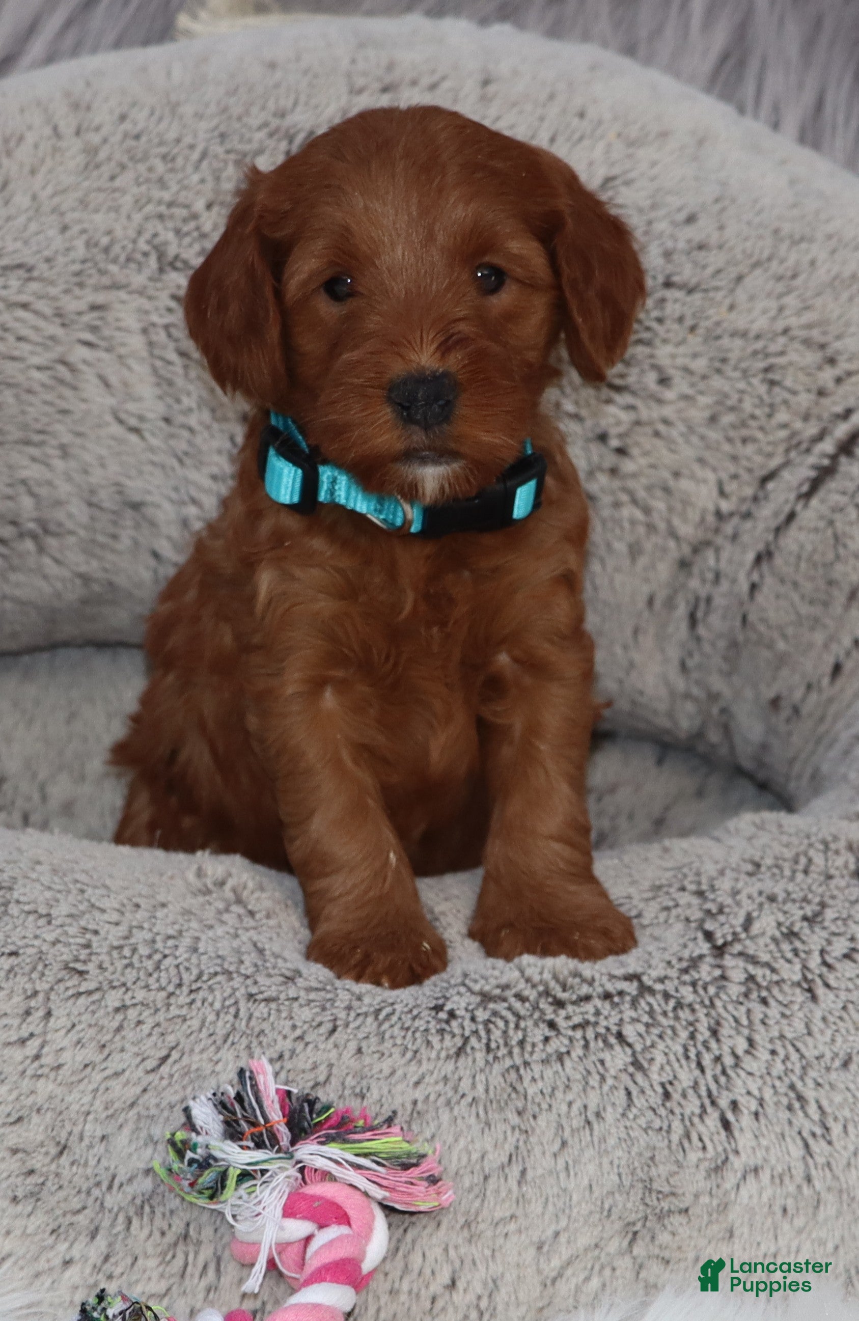 Mini Goldendoodle dogs Melody 🌷GenClearParents - Ad 2