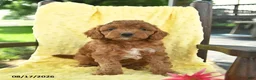 Cavapoo dogs for sale: Jax  - Ad 3