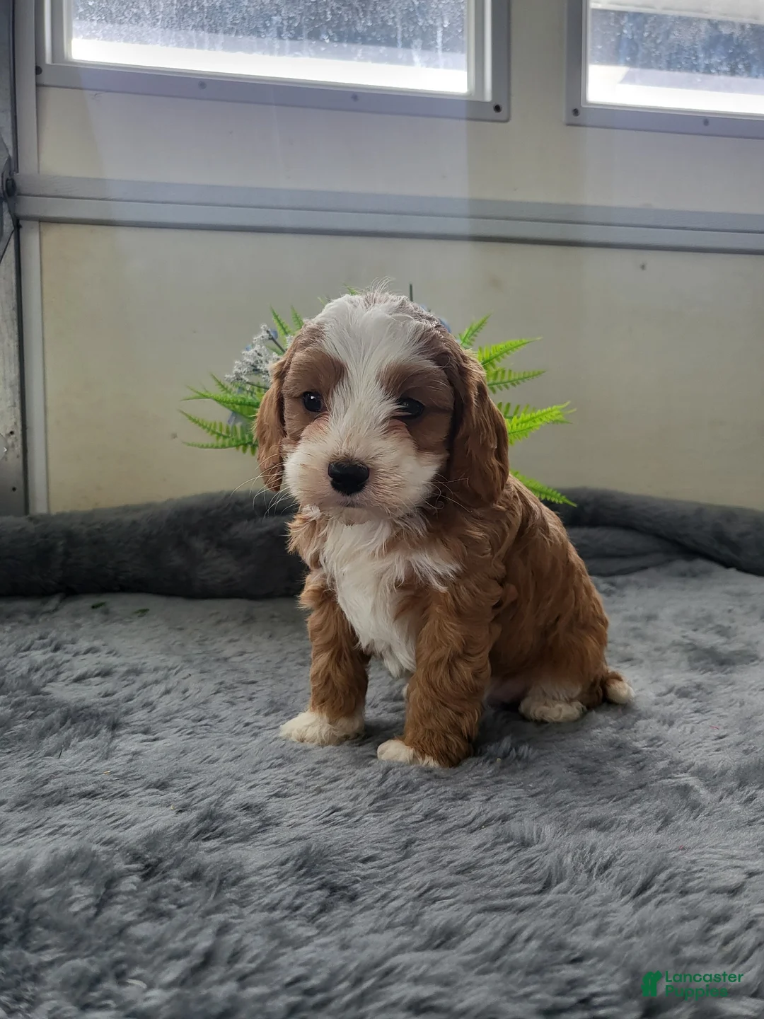 Cavapoo dogs for sale: Cavapoo 2 Puppy Cooper - Ad 3