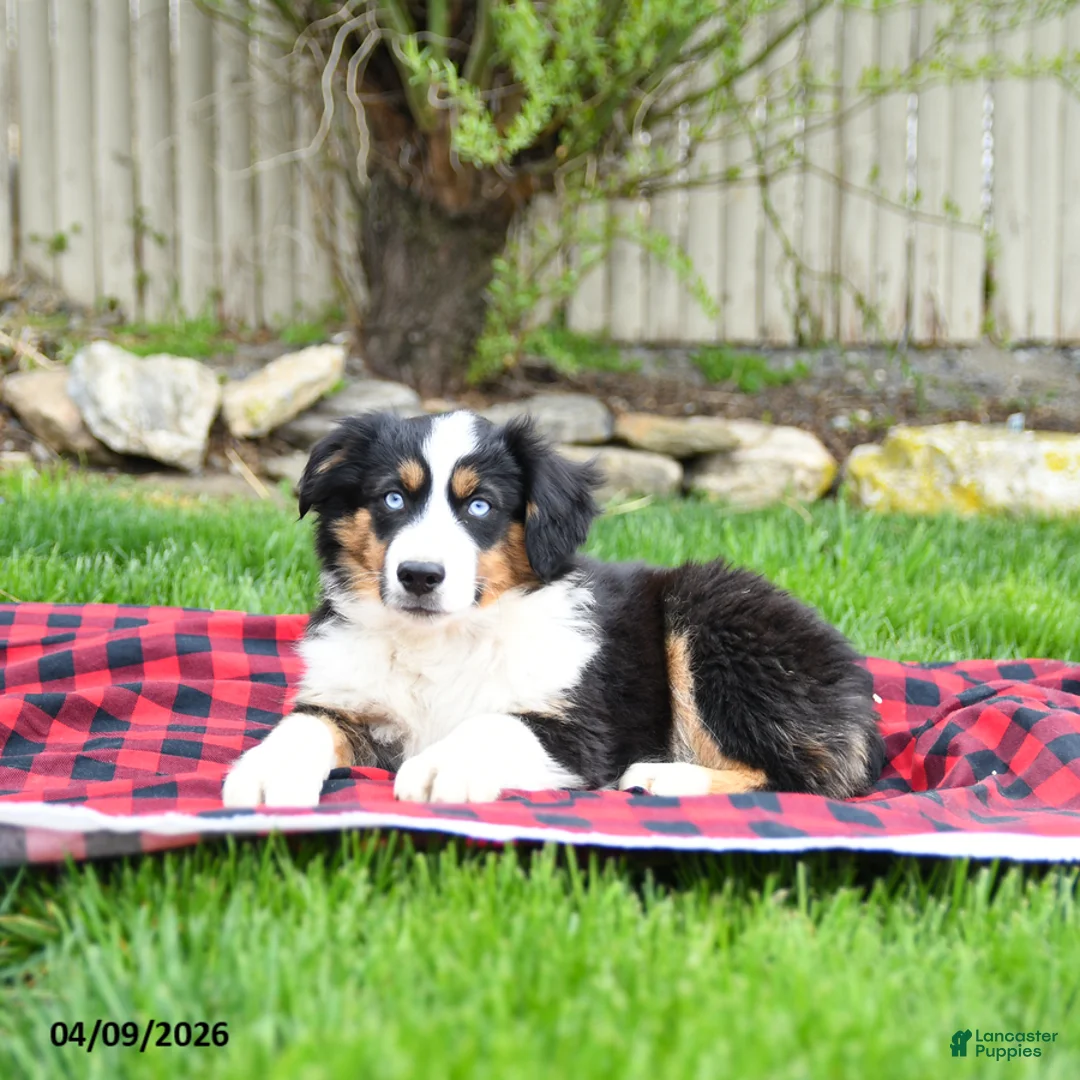 Miniature Australian Shepherd dogs for sale: Dustin - Ad 1