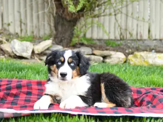 Miniature Australian Shepherd dogs for sale: Dustin - Ad 3