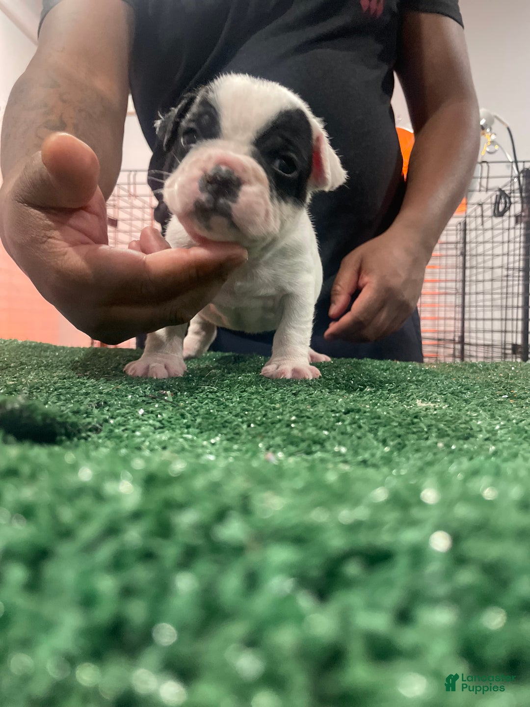 American Bully dogs for sale: American Bully Puppy 1 - Ad 5