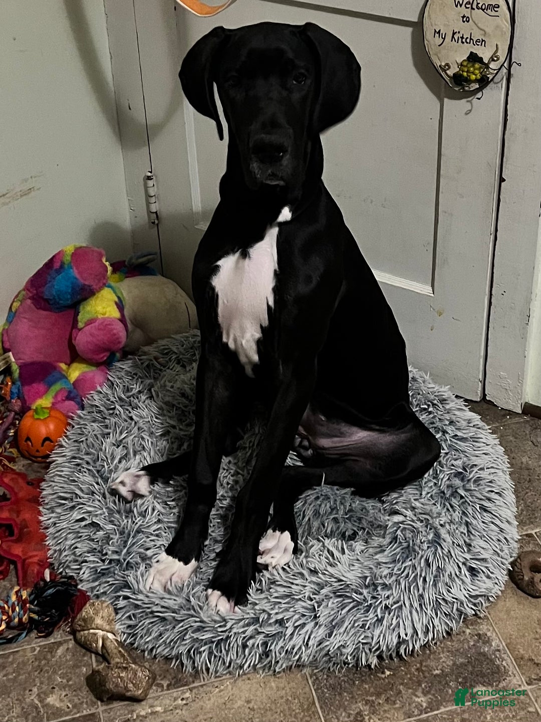 Great Dane dogs for sale: Great Dane Puppy 1 - Ad 2