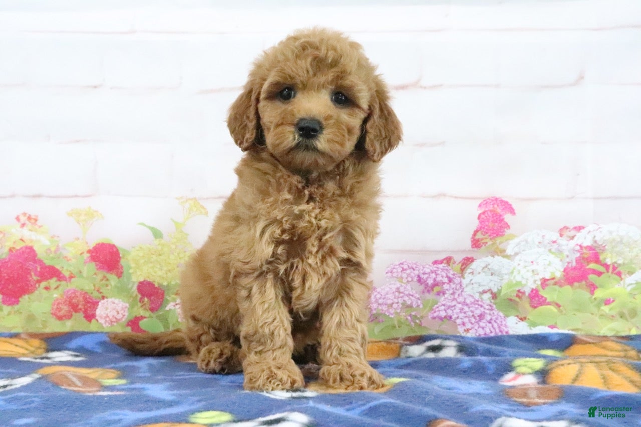 Mini Goldendoodle dogs Fifi - Ad 2
