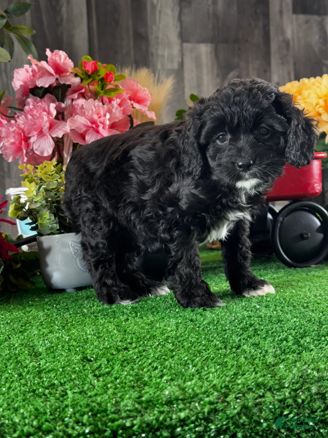 Cavapoo dogs for sale: Nala - Ad 1