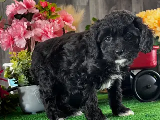 Cavapoo dogs Nala - Ad 27