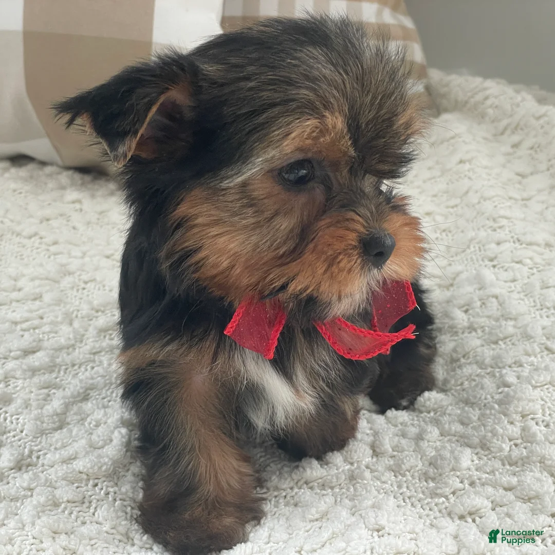 Yorkshire Terrier dogs for sale: Frisby - Ad 1