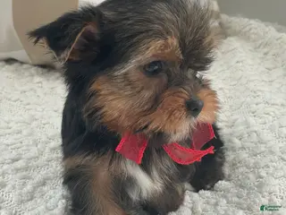 Yorkshire Terrier dogs Frisby - Ad 16