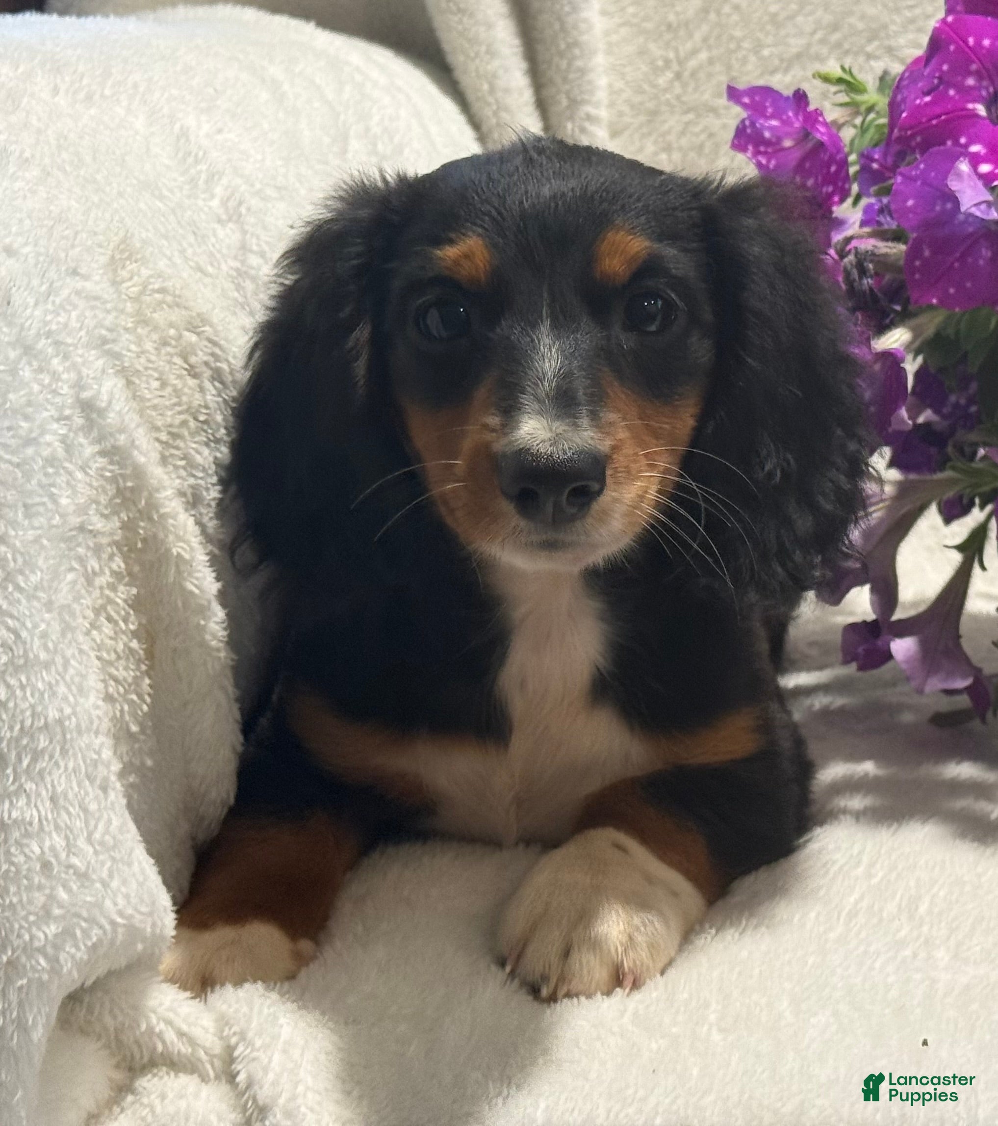 Miniature Dachshund dogs Patrick  - Ad 2