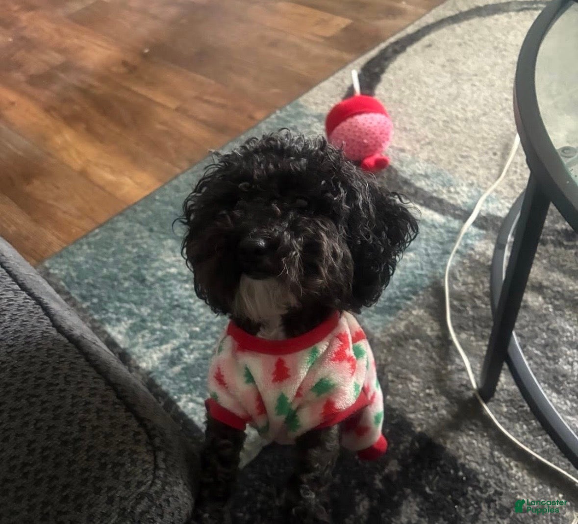 Toy Poodle dogs Toy Poodle Puppy 2 - Ad 2