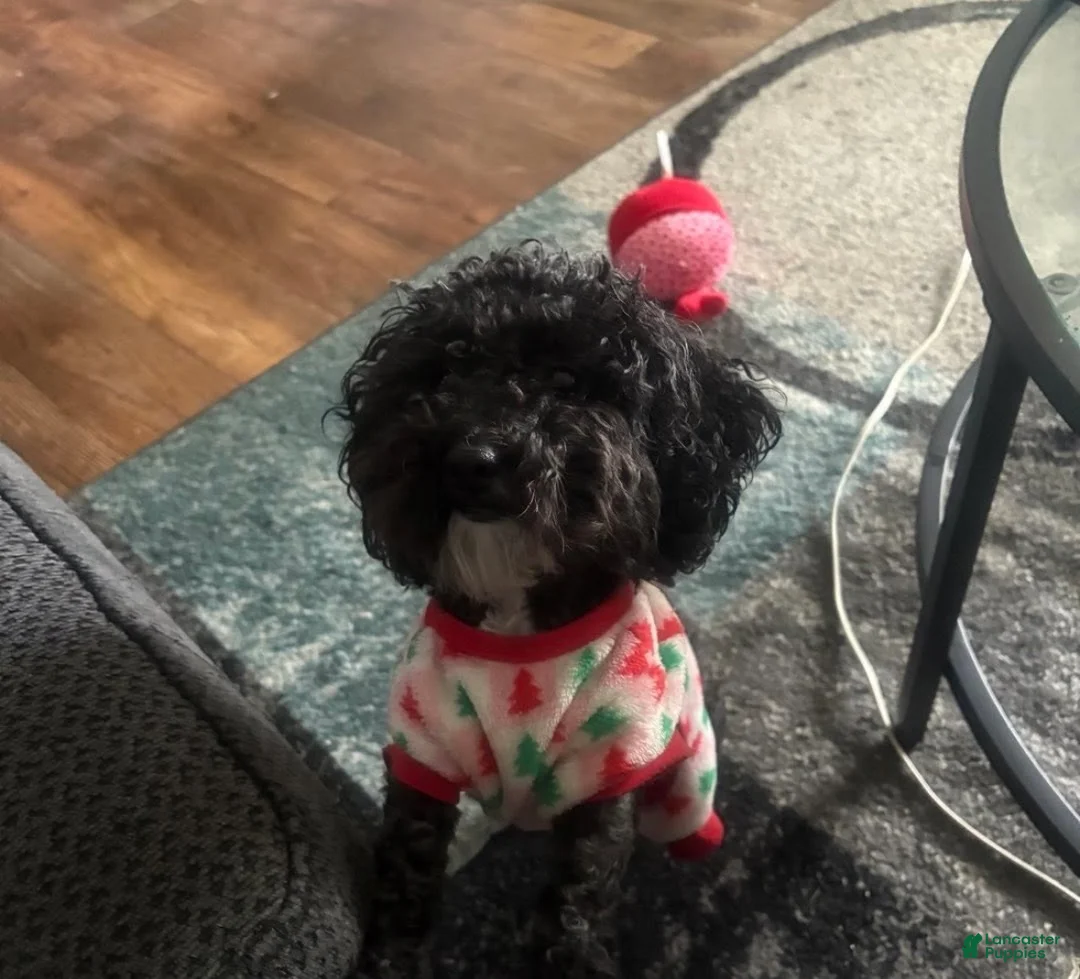 Toy Poodle dogs for sale: Toy Poodle Puppy 2 - Ad 2