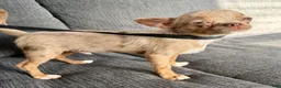 Chihuahua dogs for sale: Merle  - Ad 11