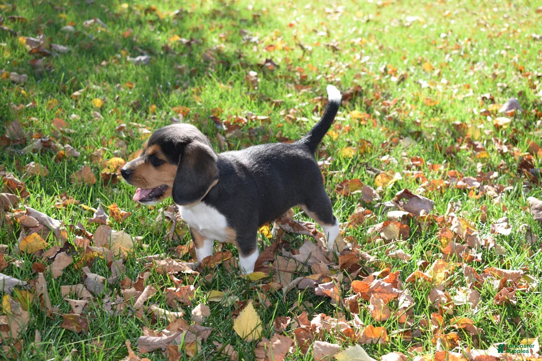 Beagle dogs for sale: Kamo - Ad 4