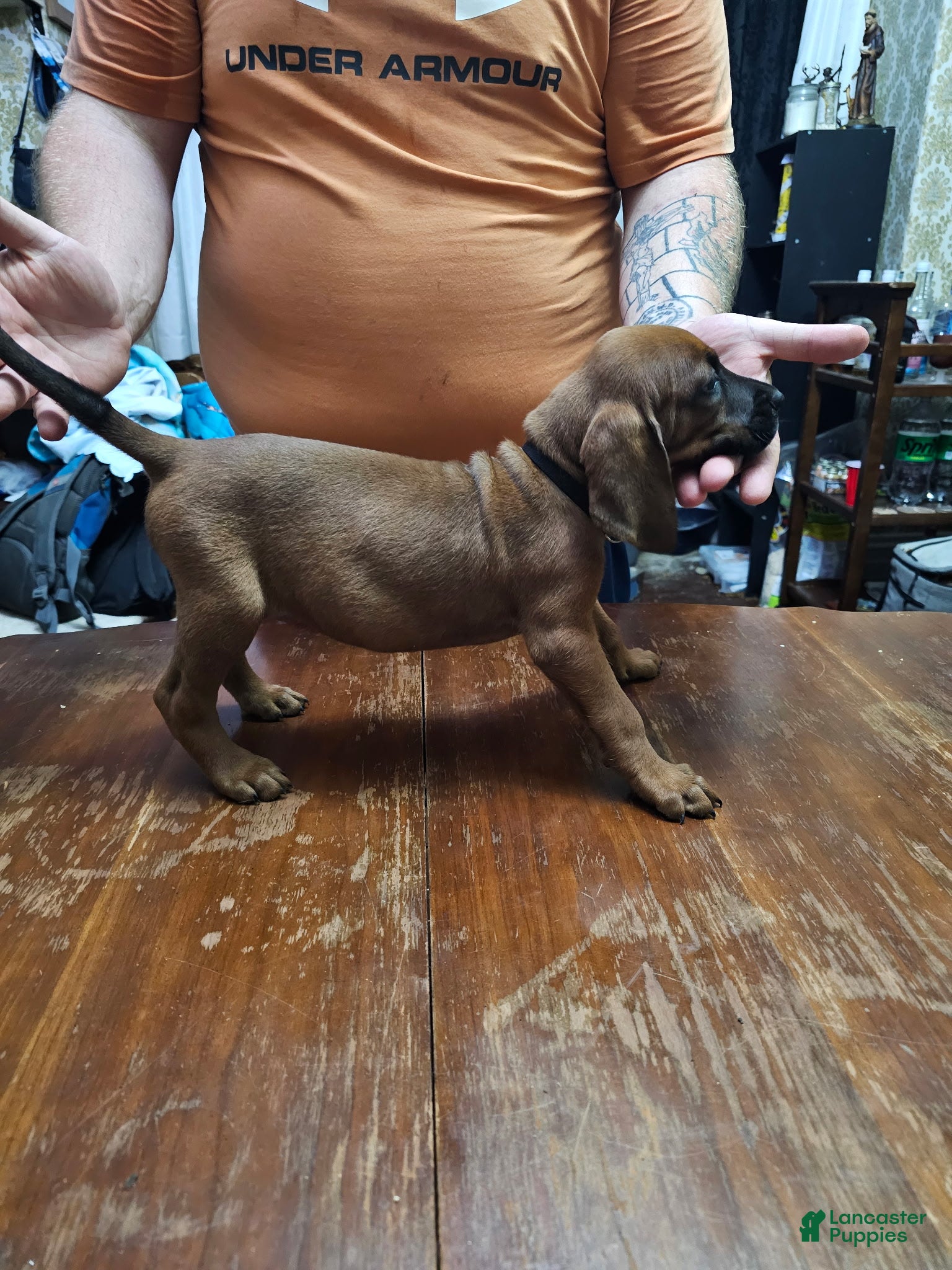 Redbone Coonhound dogs Redbone Coonhound 9(black) - Ad 5