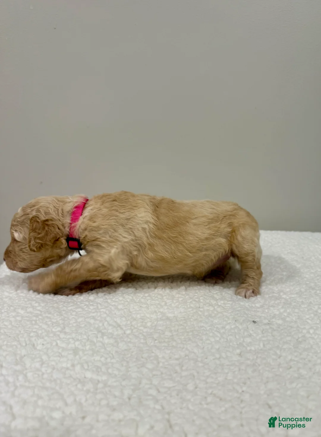 Standard Poodle dogs for sale: Pink Collar  - Ad 2