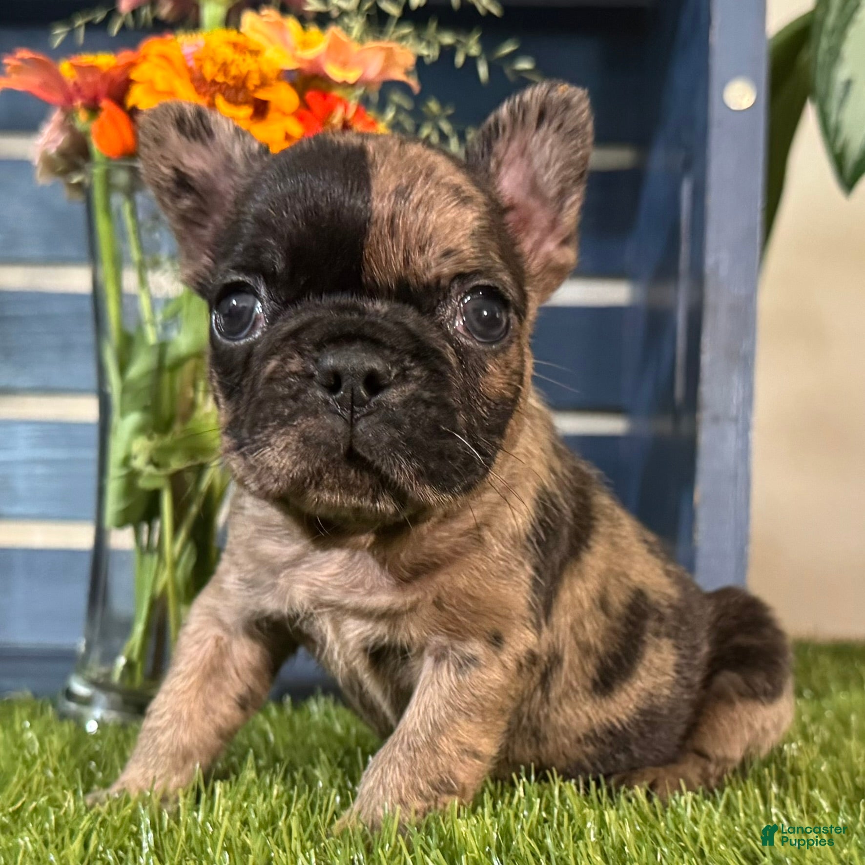 French Bulldog dogs Hank - Ad 1