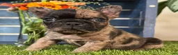 French Bulldog dogs for sale: Hank - Ad 1