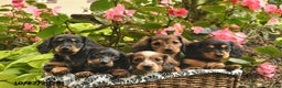 Miniature Dachshund dogs for sale: Felicity  - Ad 10