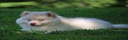Pomsky dogs for sale: Cotton - Ad 11