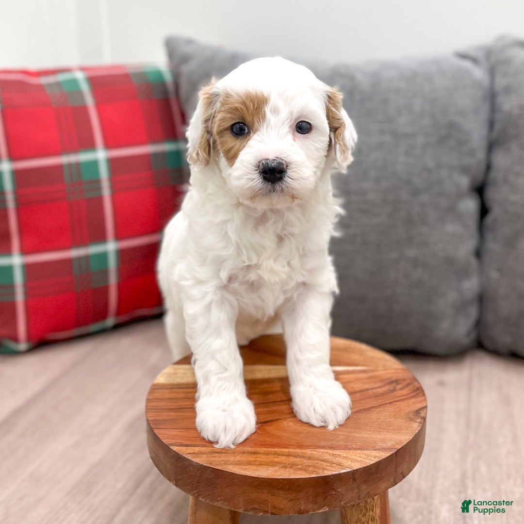 Mini Goldendoodle dogs for sale: Isabella - Ad 9