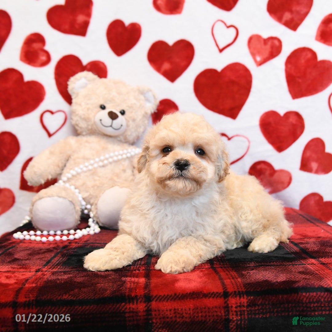 Bichpoo dogs for sale: Pookie - Ad 3