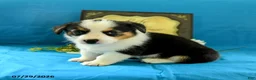 Welsh Corgi Pembroke dogs for sale: Bethany - Ad 3