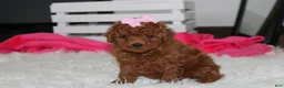 Miniature Poodle dogs for sale: Sasha  - Ad 4