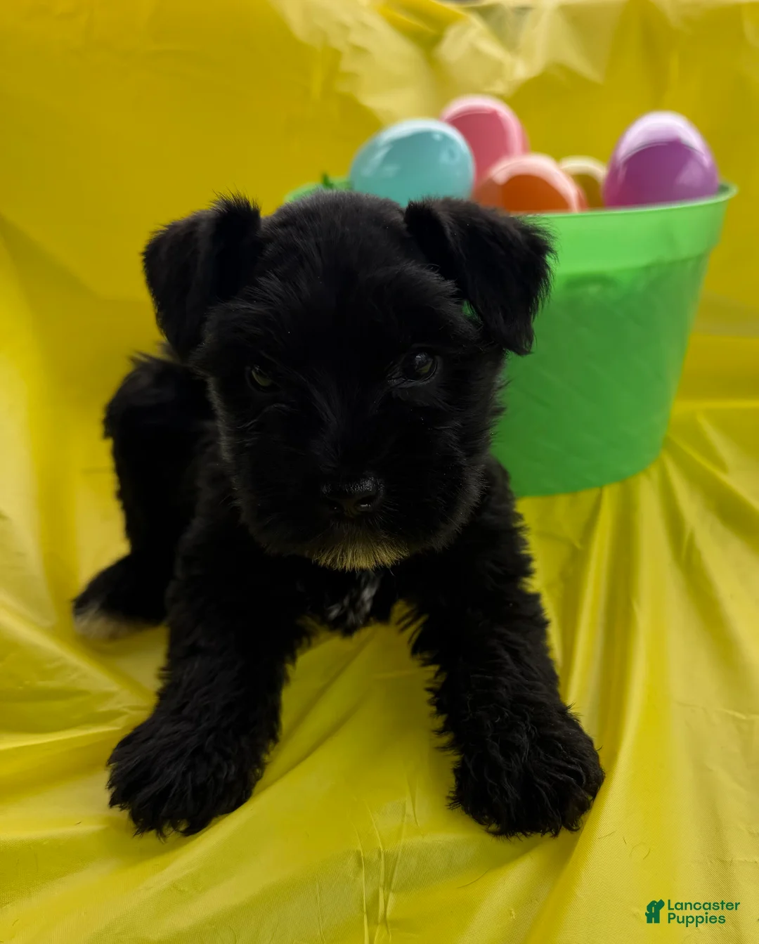 Miniature Schnauzer dogs for sale: Fancy - Ad 1