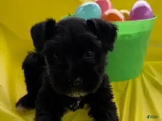 Miniature Schnauzer dogs Fancy - Ad 37