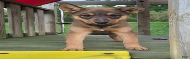 AXLE