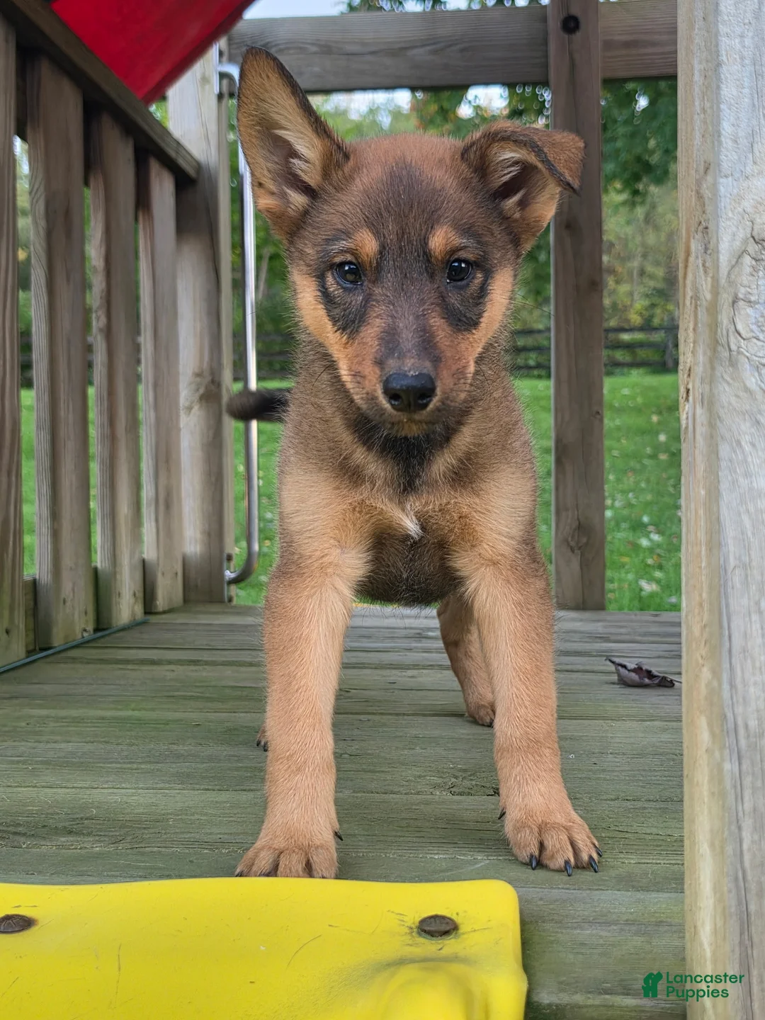 Mixed Breed dogs for sale: AXLE - Ad 1