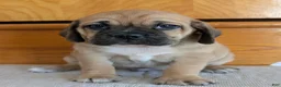 Puggle dogs for sale: Chance  - Ad 14