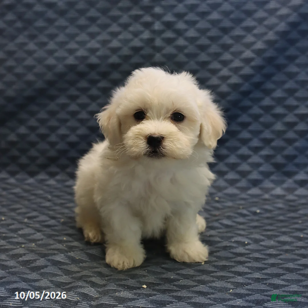 Mixed Breed dogs for sale: Toby - Ad 5