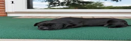 Great Dane dogs for sale: Male  - Ad 6