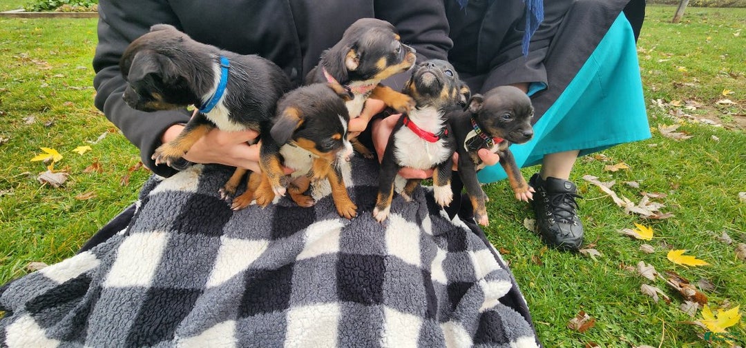 Gallery Image {{count}}