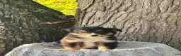 Miniature Australian Shepherd dogs for sale: Rocky - Ad 1