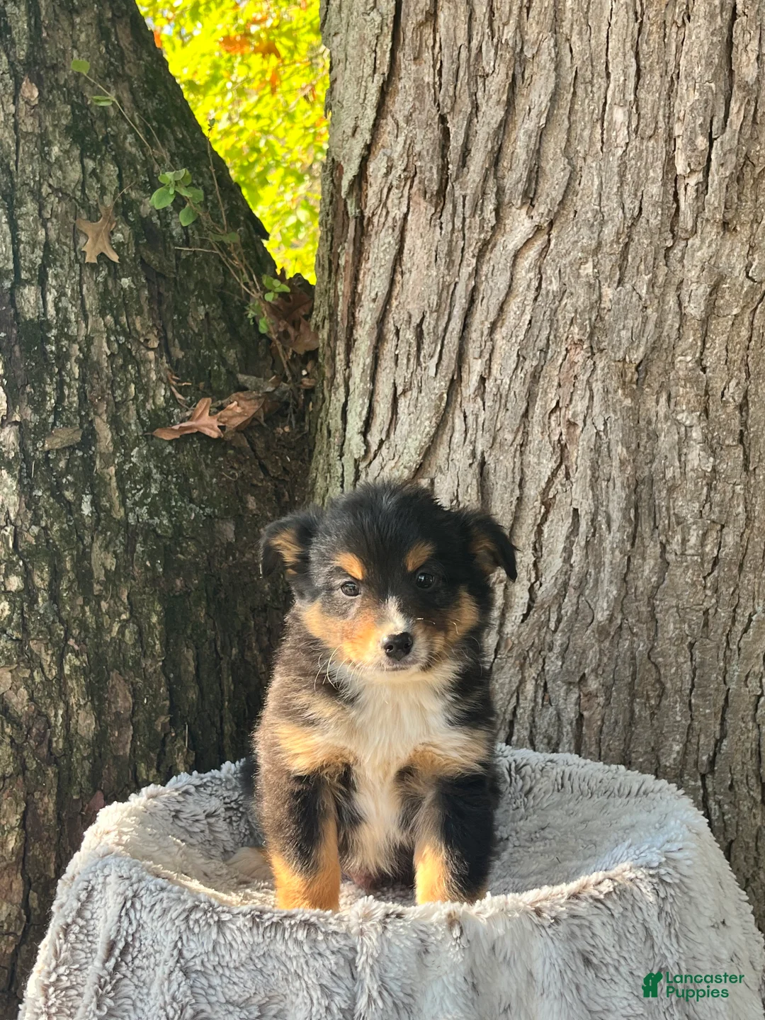 Miniature Australian Shepherd dogs for sale: Rocky - Ad 1