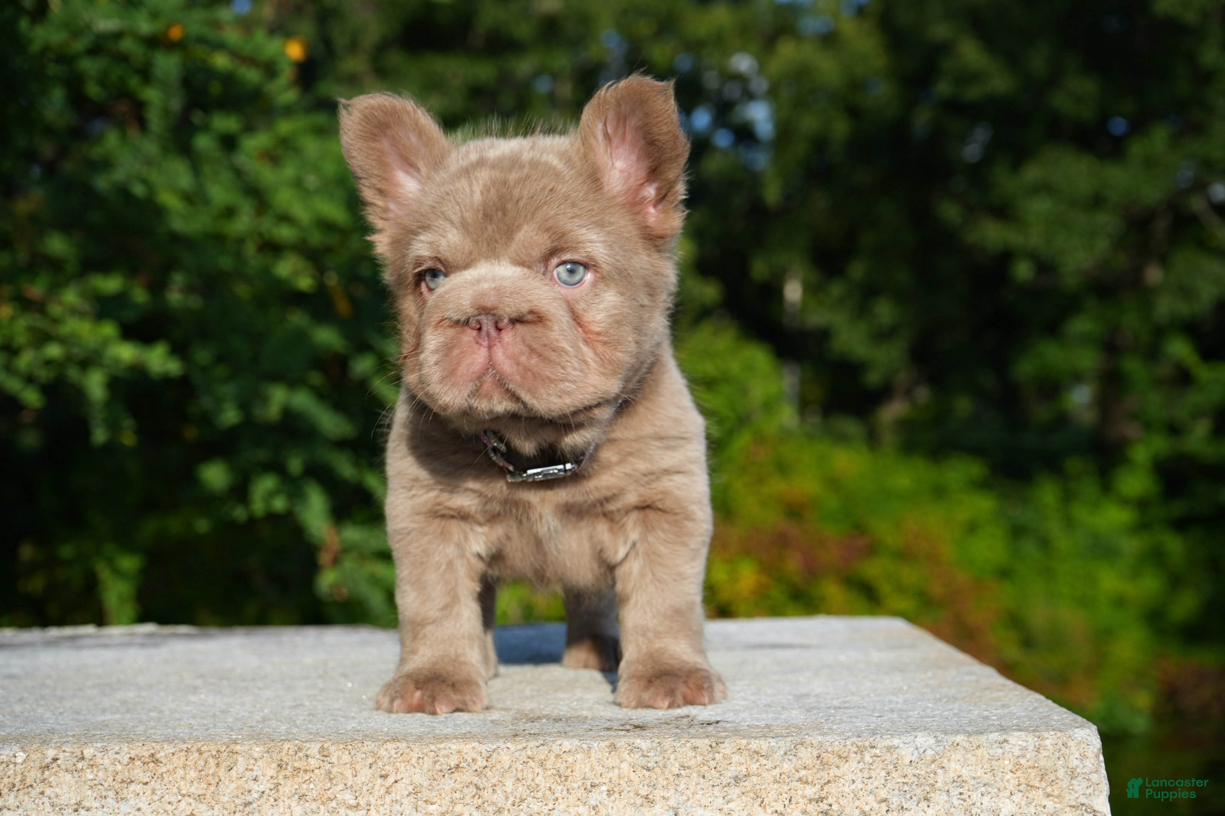 French Bulldog dogs ⭐️STAR🩷⭐️( Isabella Floodle big rope fluffy  - Ad 2