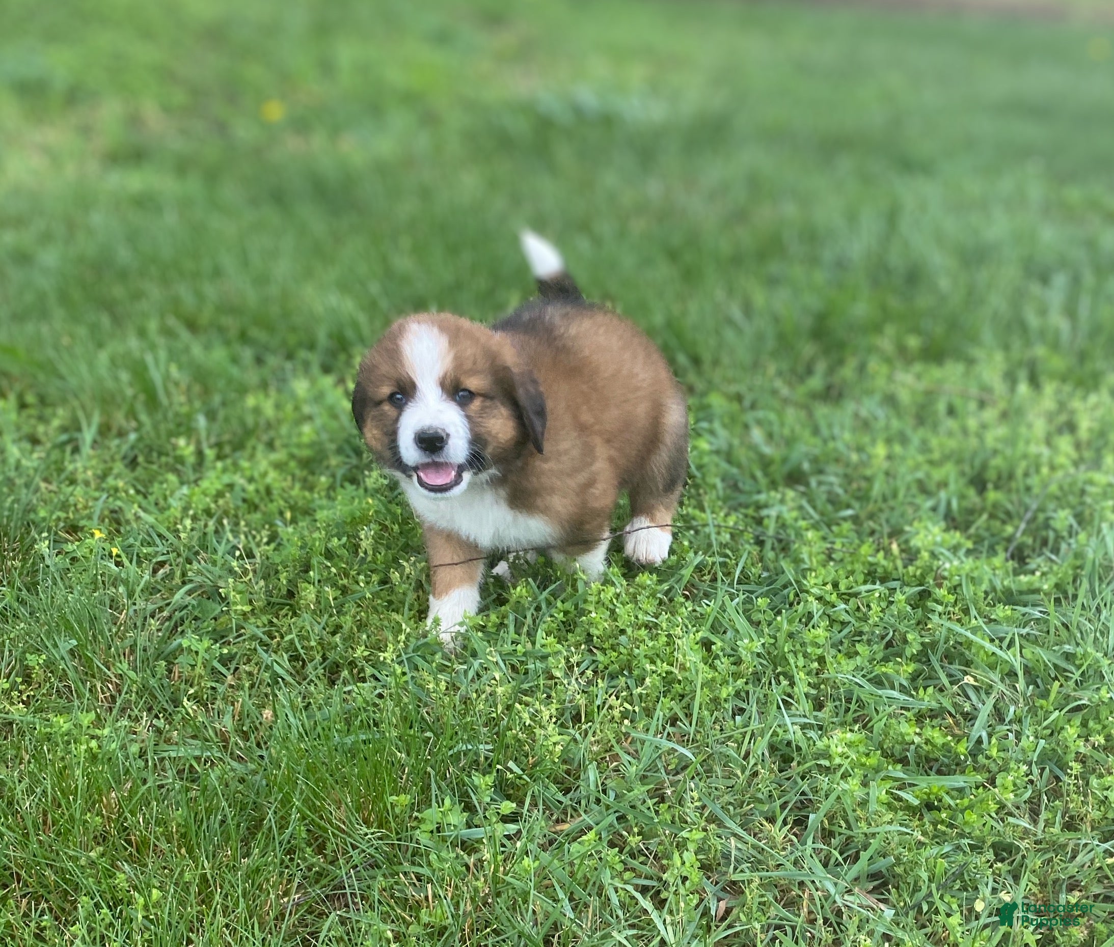Mixed Breed dogs for sale: ♥️SWEET RIVER♥️ - Ad 10