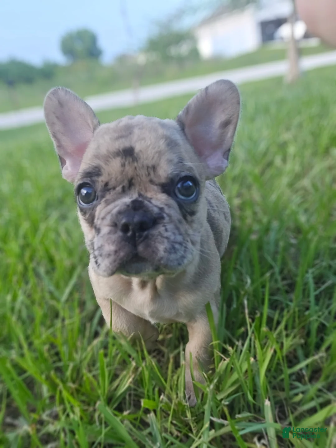French Bulldog dogs for sale: Alfie - Ad 1