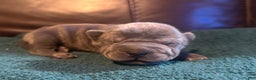Shar Pei dogs for sale: Clementine - Ad 4