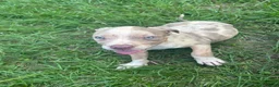 American Pit Bull Terrier dogs for sale: American Pit Bull Terrier 1 - Ad 2