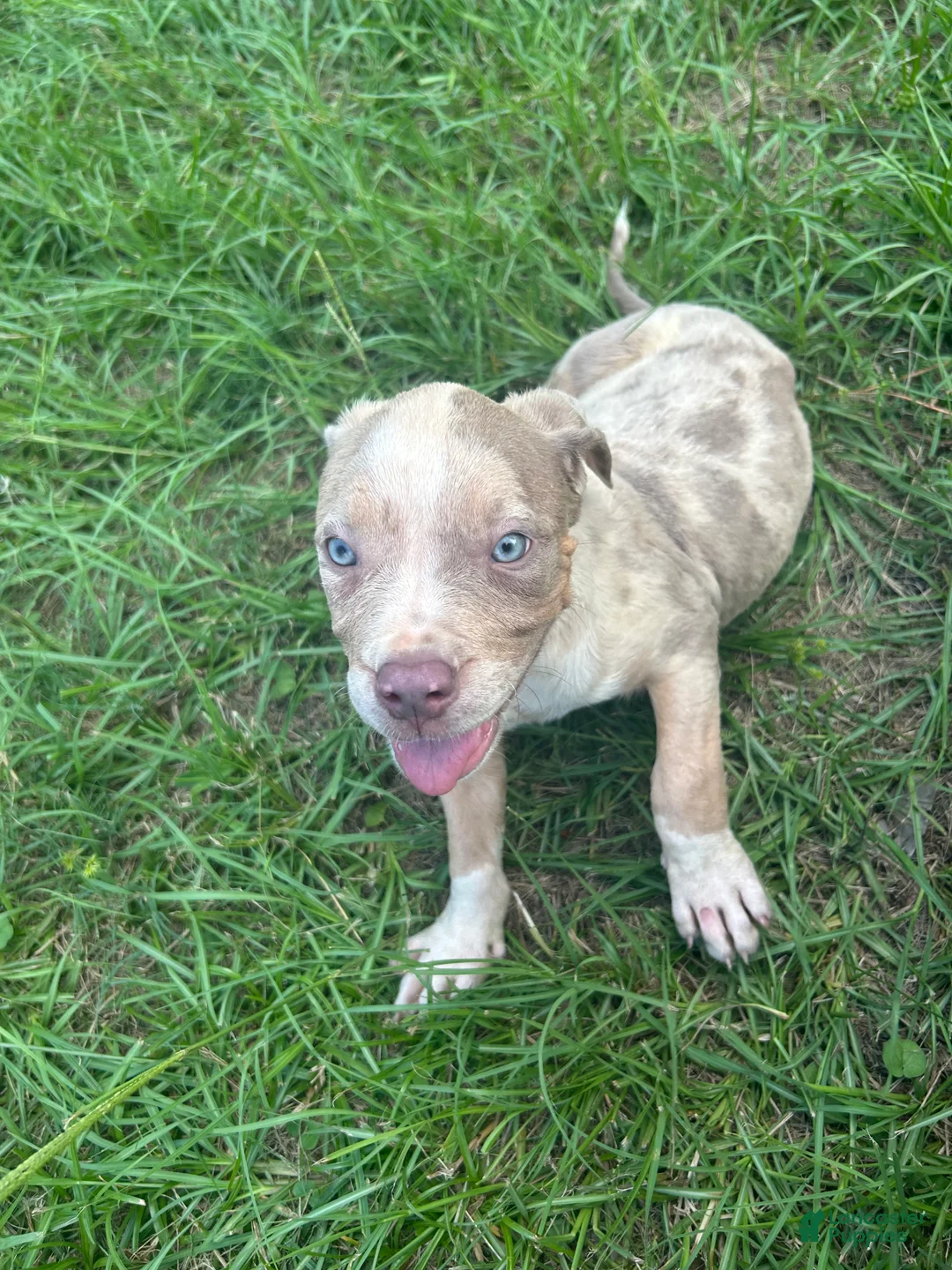 American Pit Bull Terrier dogs for sale: American Pit Bull Terrier 1 - Ad 2