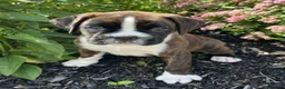 Boxer dogs for sale: Duke - Ad 1