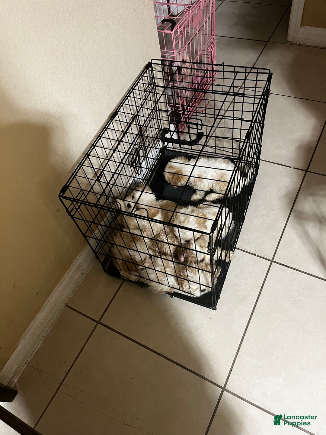 Shih Tzu dogs for sale: Maple - Ad 8