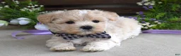 Maltipoo dogs for sale: Leo - Ad 5