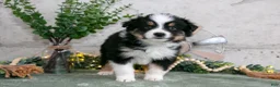 Australian Shepherd dogs for sale: Spencer - Ad 3