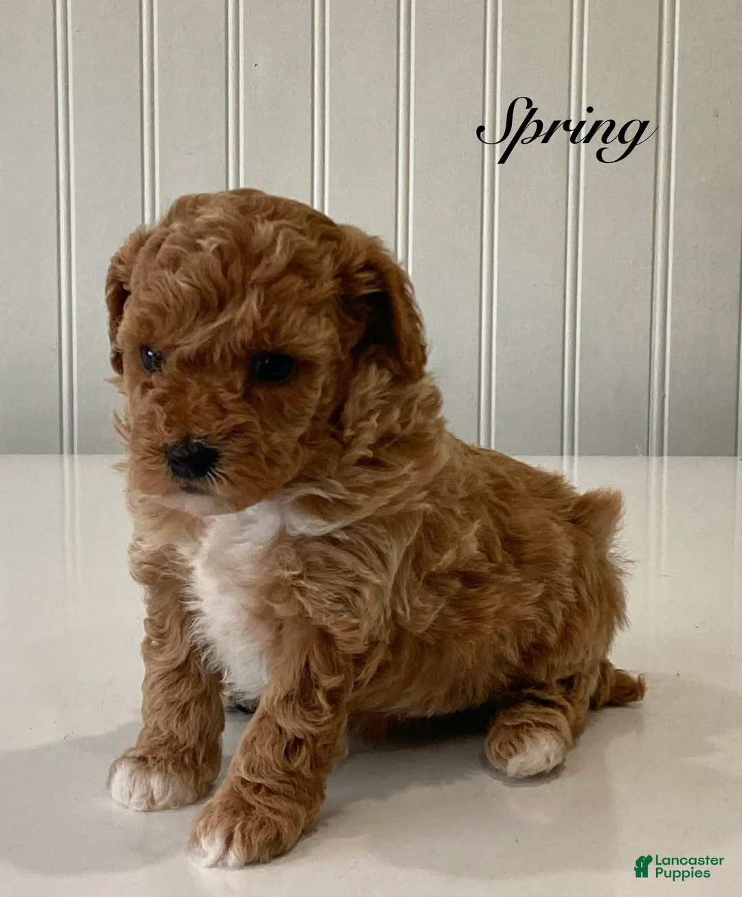 Toy Poodle dogs for sale: Spring - Ad 2