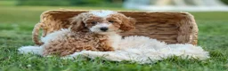 Miniature Poodle dogs for sale:  Ginger 🌸 - Ad 16