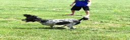 Standard Poodle dogs for sale: Opal - Ad 2